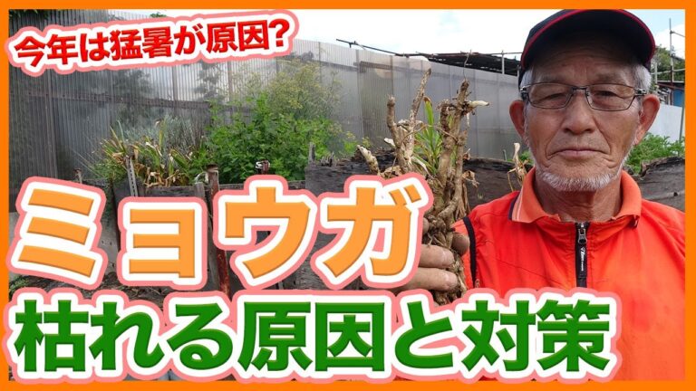 家庭菜園や農園のミョウガ栽培で枯れる原因と対策！今年は猛暑が原因？ミョウガの育て方を徹底解説！【農家直伝】/Tips for Growing Myoga from a Japanese Farmer.
