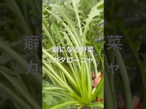 イタリア野菜収穫！食べても美味い！