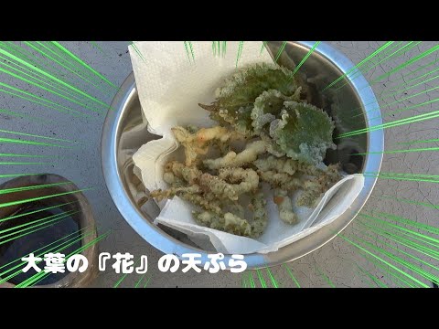 大葉の花の天ぷらでベランダの住人が紫蘇トランス状態！