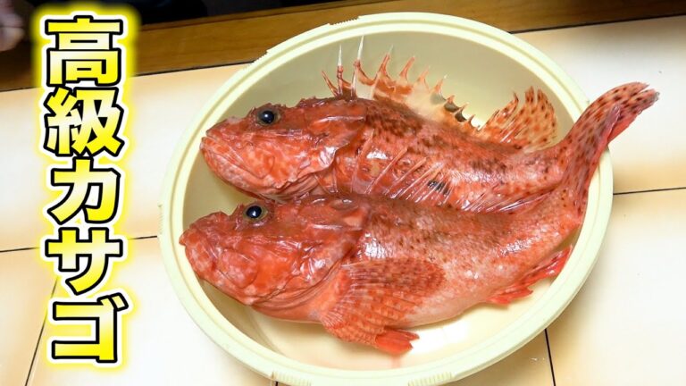 ただのカサゴじゃない！うま味と甘み豊な白身の高級魚をいただきました！！