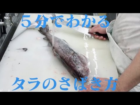 【タラ】５分でわかるタラのさばき方　鍋用の切身まで