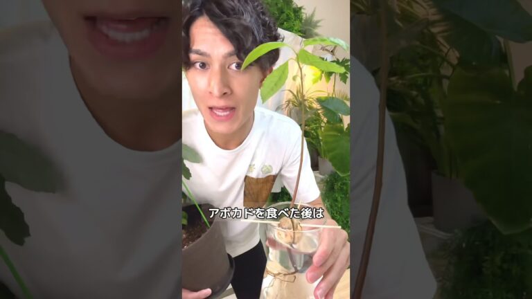 アボカドの育て方🥑😊｜そらベジ🥝ガーデンハック #植物 #育て方 #家庭菜園