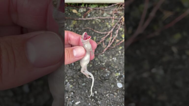 スベスベキモキモヤモリ