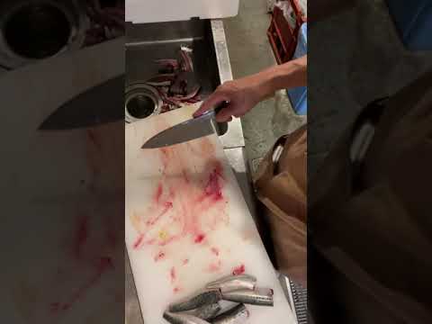 イワシ箱買い処理　京都スペインバル　京都スペイン料理　京都飲食求人　京都一人飲み　サントレス　アブラモス　タパスレシピ　スペイン料理レシピ　京都駅グルメ