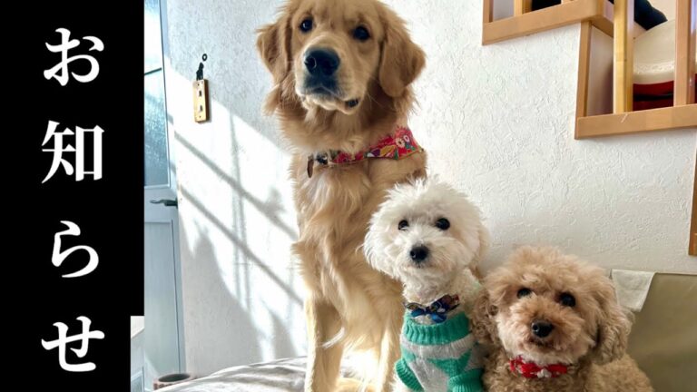 大事なお知らせがあります