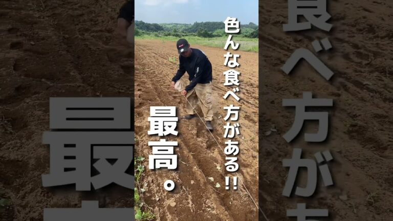 大豆の種まき！枝豆って美味しいよね！ #福渡 #農家 #農業 #農家の日常 #無農薬 #オーガニック #新米農家