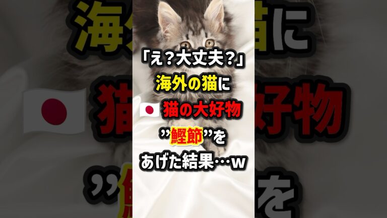 「え？大丈夫？」海外の猫に🇯🇵猫の大好物“鰹節”をあげた結果…w ＃海外の反応