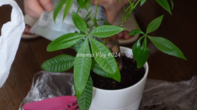 VLOG/024　二人暮らし夫婦の週末vlog｜春キャベツでロールキャベツ｜土井先生のべーじゃが