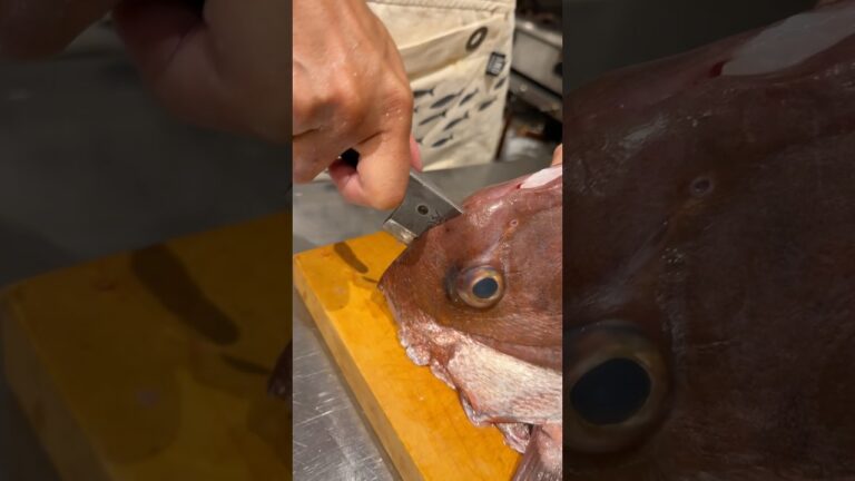 解説！塩焼きや煮付けに！真鯛の頭の開き方！ 12/14投稿 #せり人ムタロー #捌き方 #料理 #捌き #shorts