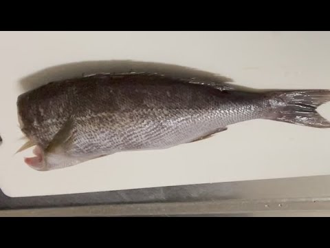 イサキのニンニク・バターホイル焼き
