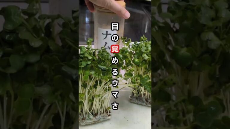 え!?貝割れの実力、想像以上!!相性抜群の[ナムルダレ]で貝割れ大根のナムル#shorts  #簡単レシピ #時短レシピ