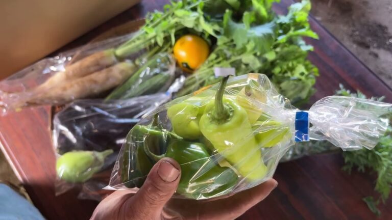 「農家直販」秋のオーガニック野菜セットご紹介します×きゅうりズッキーニも入りました251017