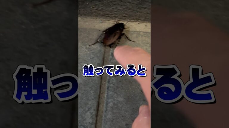 ゴキブリは絶対に触らないでください！！！ #animal #pets