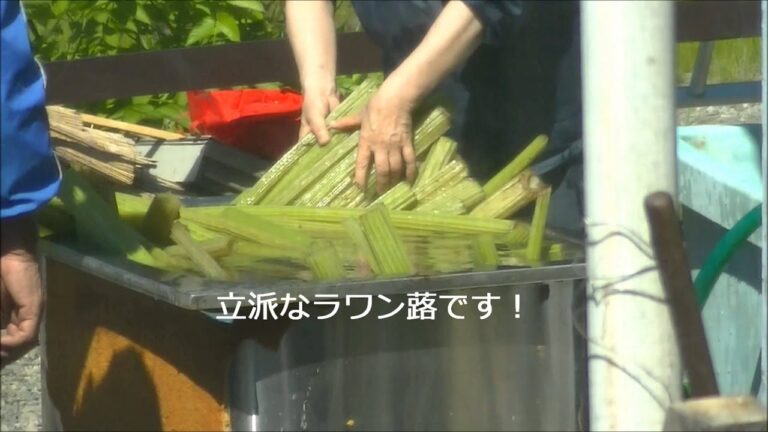 豪快！ラワン蕗下処理～☆ 『北海道 足寄町』