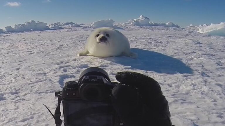 アザラシの赤ちゃんはこうやって撮影しています