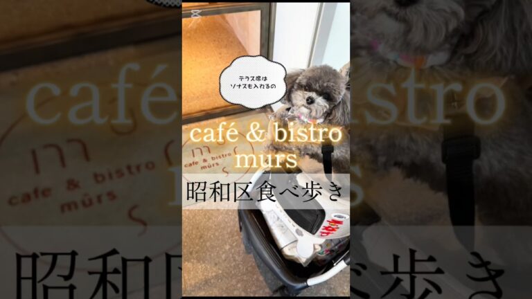 【cafe&bistro murs】🍜おすすめを紹介しながら声だして行こー✌️☺️Aichi prefecture food tour