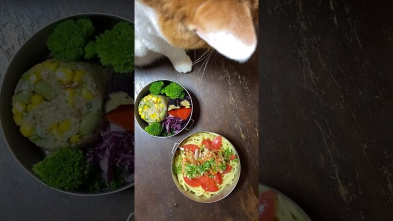 よだれ鶏ピリ辛ラーメン弁当と猫 #お弁当 #猫動画 #手料理