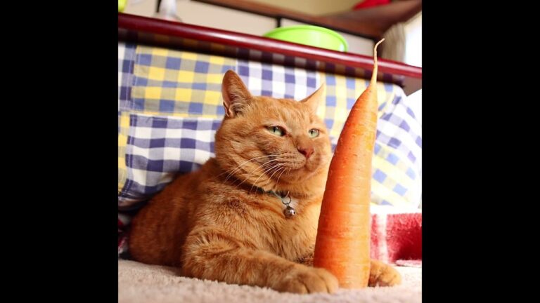 人参のせ麦茶　221229