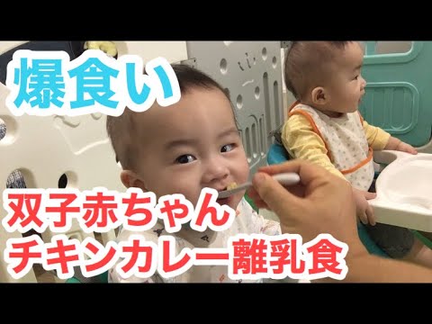 双子赤ちゃん、チキンカレー離乳食に初挑戦！twinbaby eat babyfood,chicken curry twins【双子のいっくんみっくん】【子育てパパママ必見】