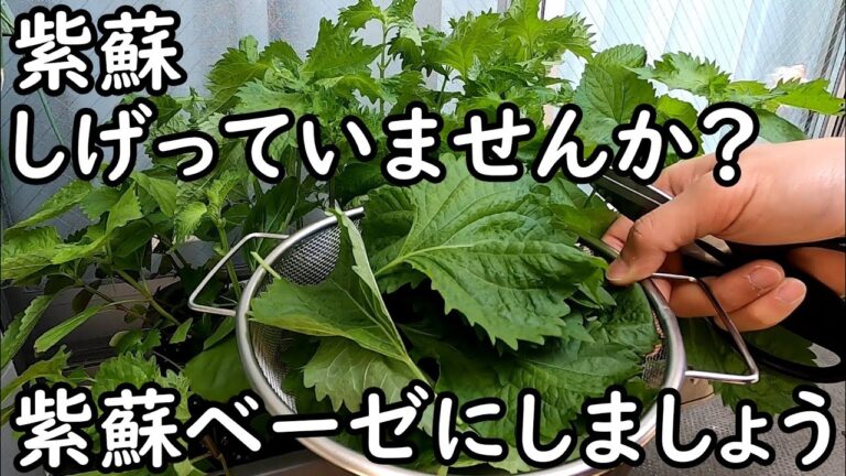 【紫蘇ジェノベーゼ】ゴマで和風に！シソ大量消費！
