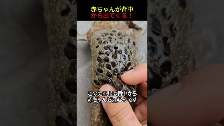 世界一怖いカエル #shorts