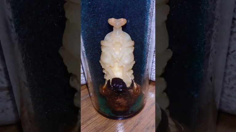 神秘！イモ虫が…カブトムシに大変身！！【クワガタ カブト飼育】