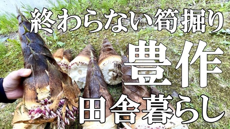 【タケノコ掘り】延々と続くタケノコ掘り。幸運の白いカエルがお出迎え｜50代夫婦｜村暮らし【標高800mの田舎暮らし】