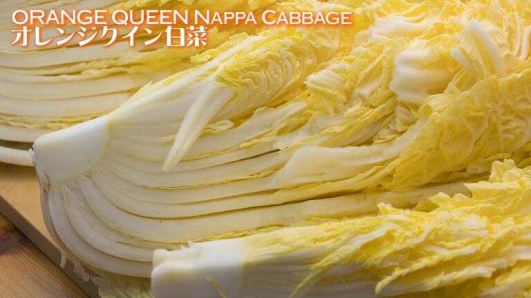 新白菜オレンジクインを購入してみた! キムチ作りNappa cabbage Orange Queen