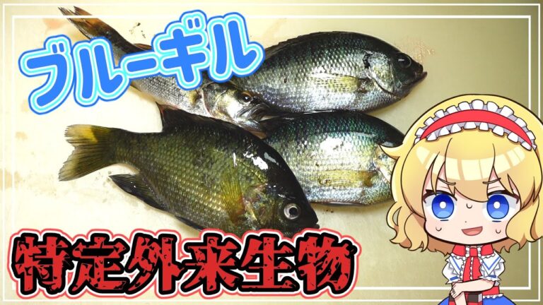 【ゆっくり実況】ブルーギルの公園定食【ゆっくり料理】【ゆっくり解説】