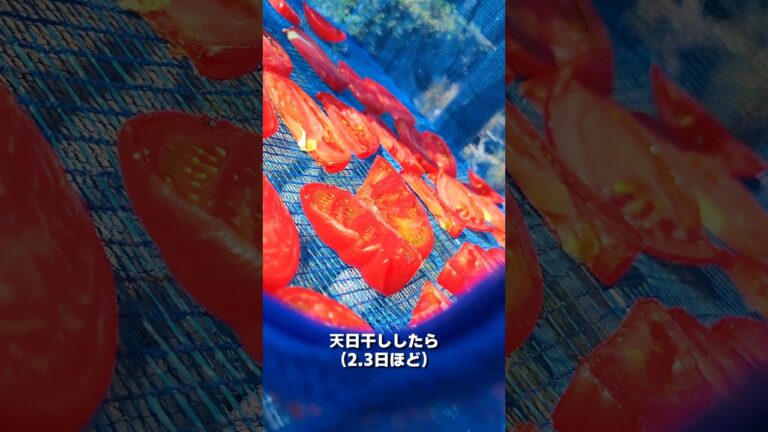 旨み凝縮!! ドライトマトの作り方🍅 #shorts #料理