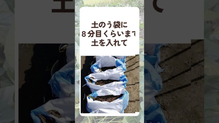 土のう袋でさつまいも栽培　園芸レクその１ #Shorts