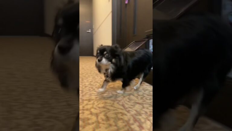 マサイ家のチワワ #shorts #チクワ