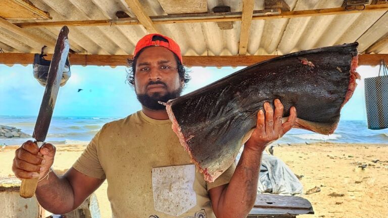 Huge Indo Pacific Sailfish Cutting Skill | Sail Fish Cut Into Fish Cubes | Fastest Sailfish Cutting