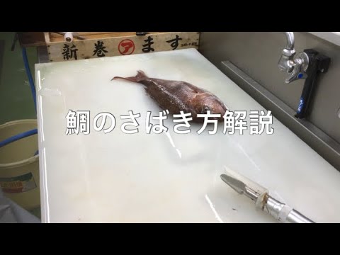 【鯛】さばき方解説。二枚おろし、カブト割り