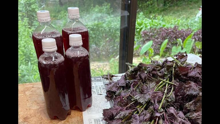 赤しそジュースを、作ります。#赤しそジュース　＃コツコツト