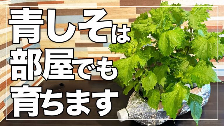 【もうしそは買わない】ペットボトルで１年中シソを大量に収穫する！室内栽培で冬でも収穫可能！DIY Hydroponic Green Shiso Using a Plastic Bottle