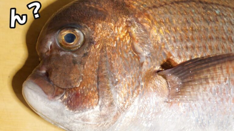 【突然変異?】このマダイ。様子がおかしいのわかりますか？？