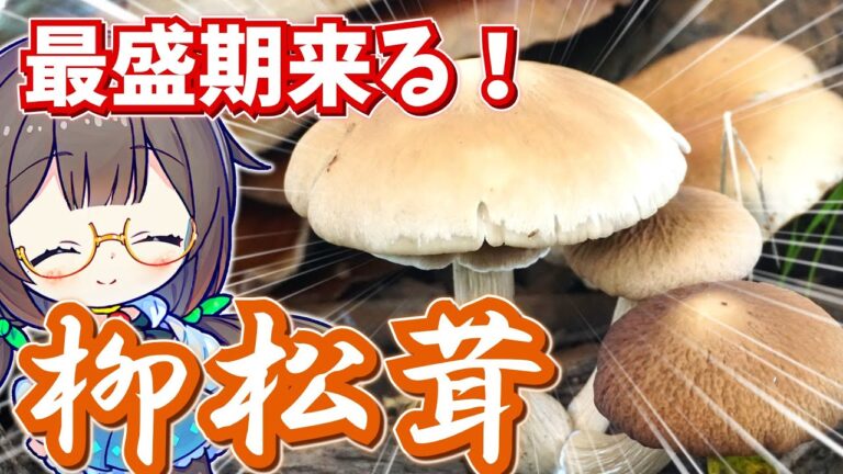 秋が旬のマツタケ(っぽいの)を土瓶蒸し風にしてみた！【ヤナギマツタケ】