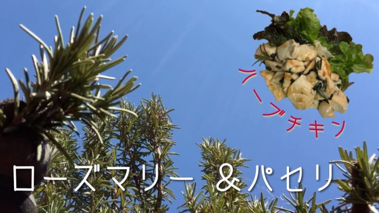 ローズマリー＆パセリdeハーブチキン　Rosemary chicken