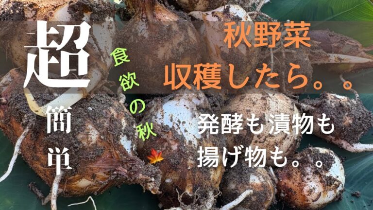 【秋野菜収穫】#畑の野菜 #野菜レシピ #簡単レシピ #簡単おつまみ #山形県 #それいゆの家 #それいゆの畑