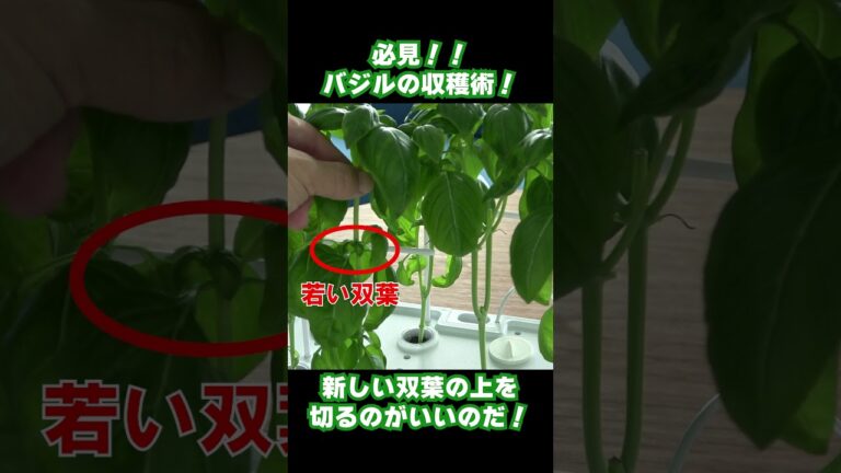 【収穫量爆増！】必見！バジルの収穫術！【編集長】　#Shorts