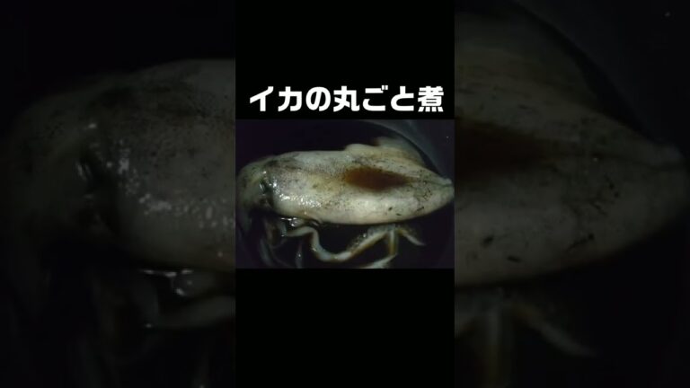 釣ったイカを丸ごと一匹煮物にしてみました #shorts #イカ #アオリイカ #料理 #レシピ