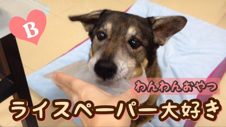 【わんわんおやつ】ライスペーパー大好き！ Yummy rice paper, love it!