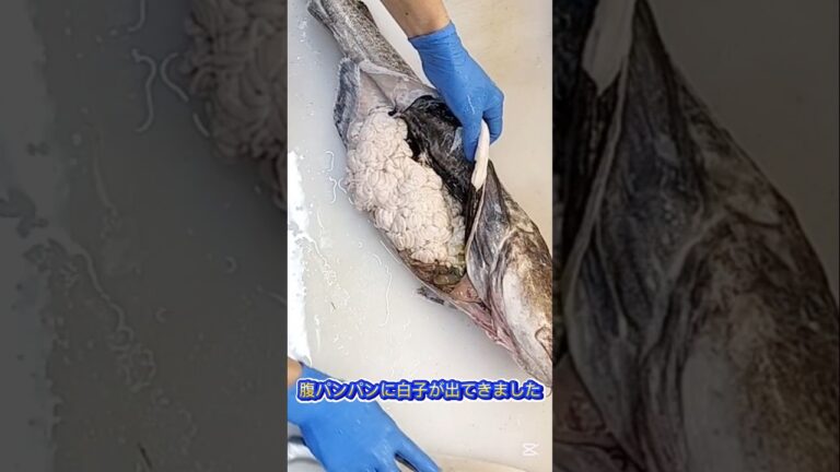 タラ捌き【スイスイ捌く方法】 #タラ捌き方 #タラ白子 #鱈