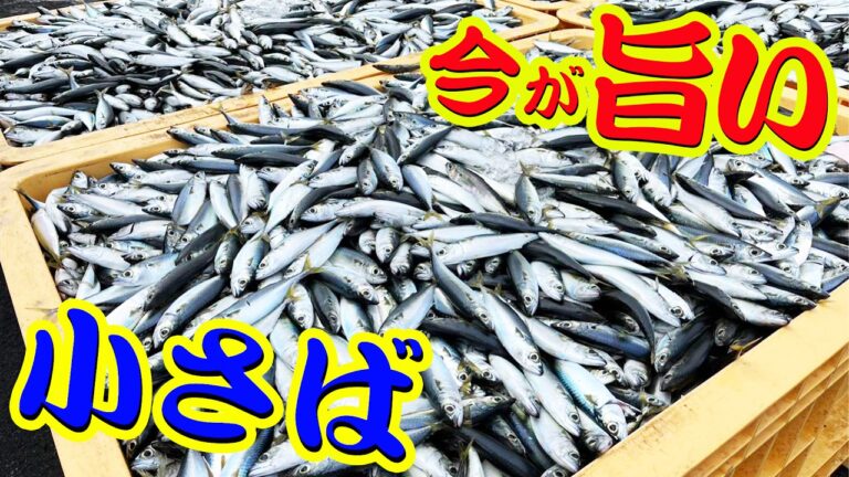【味付けが神】10月末からが美味しい旬の小鯖を捌いてサバ味噌煮を作ったよ！！
