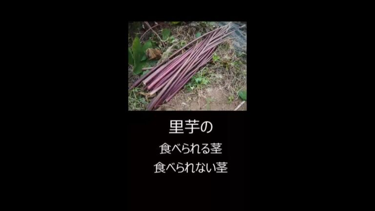 里芋の食べられる茎（葉柄） #shorts