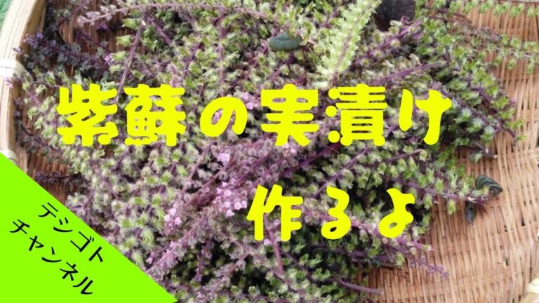 紫蘇の実の塩漬け　作り方　#shorts