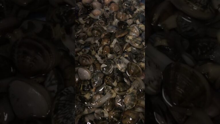 アサリの砂抜き　癒し音