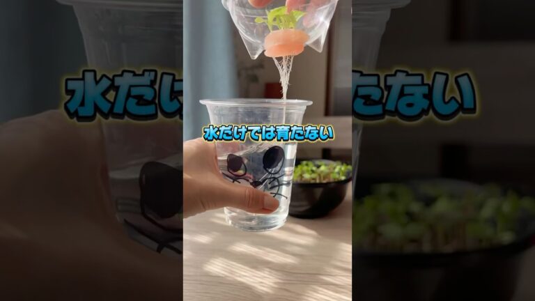 肥料をいちいち作るのは大変なので作り置きにしちゃってます🌱参考になったら嬉しいです#水耕栽培#野菜作り#野菜#肥料
