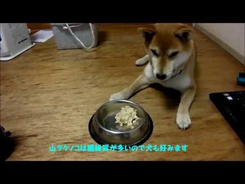 超簡単レシピ　山タケノコご飯